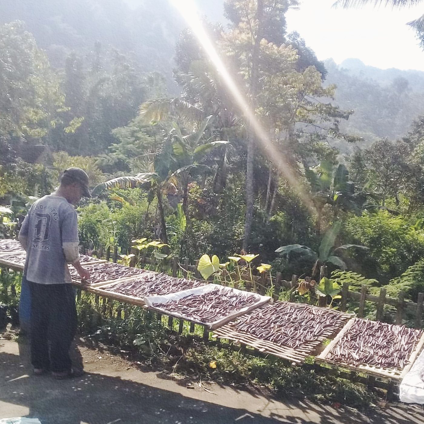 Vanilla beans drying at a partner farm